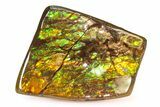 Iridescent Ammolite (Fossil Ammonite Shell) - Rainbow Colored #336293-1